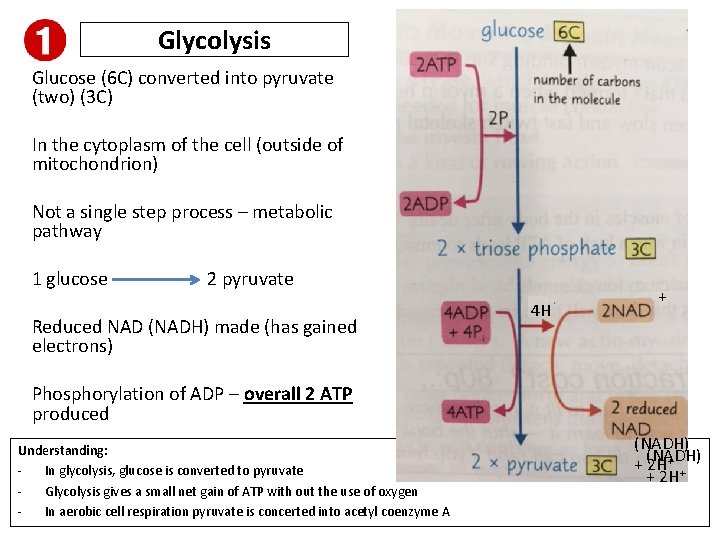 Glycolysis Glucose (6 C) converted into pyruvate (two) (3 C) In the cytoplasm of