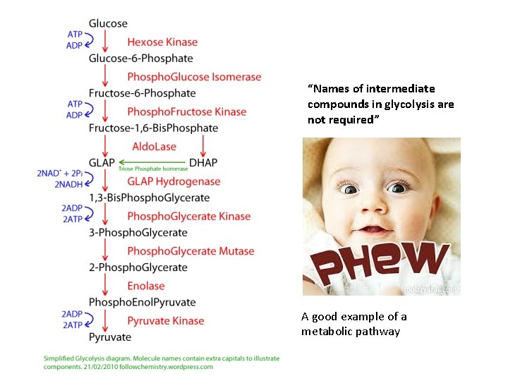 “Names of intermediate compounds in glycolysis are not required” A good example of a