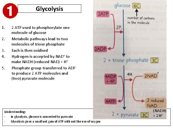 Glycolysis 1. 2. 3. 4. 5. 2 ATP used to phosphorylate one molecule of