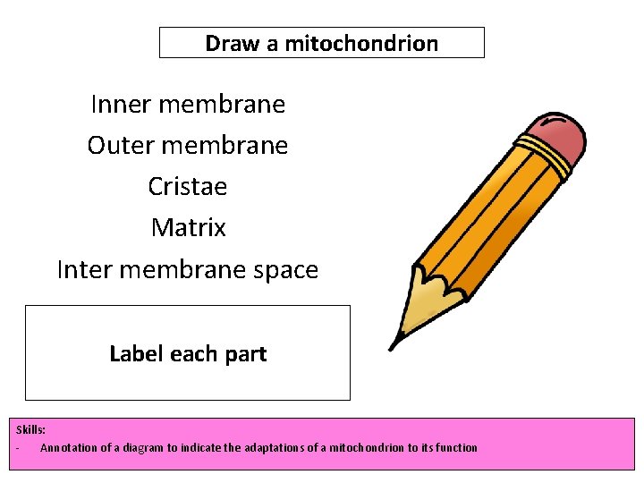 Draw a mitochondrion Inner membrane Outer membrane Cristae Matrix Inter membrane space Label each
