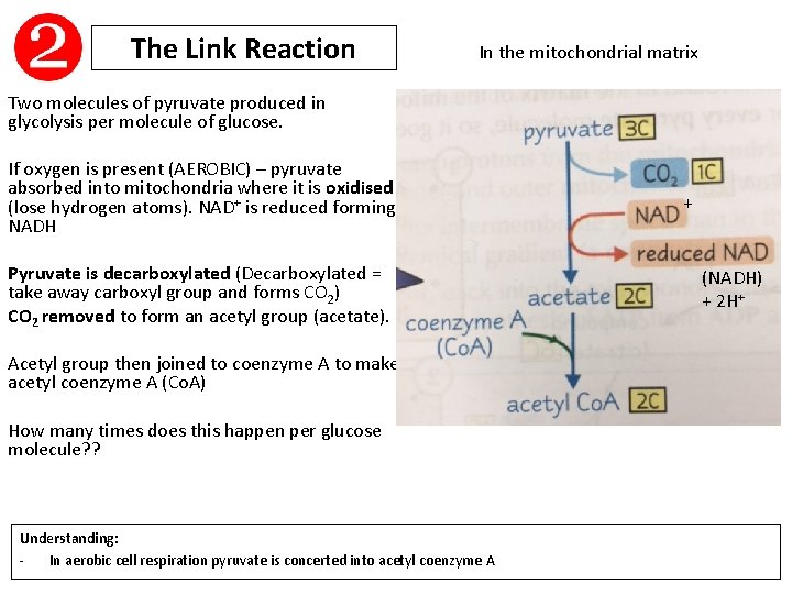 The Link Reaction In the mitochondrial matrix Two molecules of pyruvate produced in glycolysis