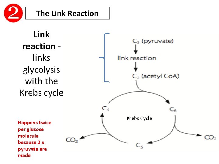 The Link Reaction Link reaction - links glycolysis with the Krebs cycle Happens twice