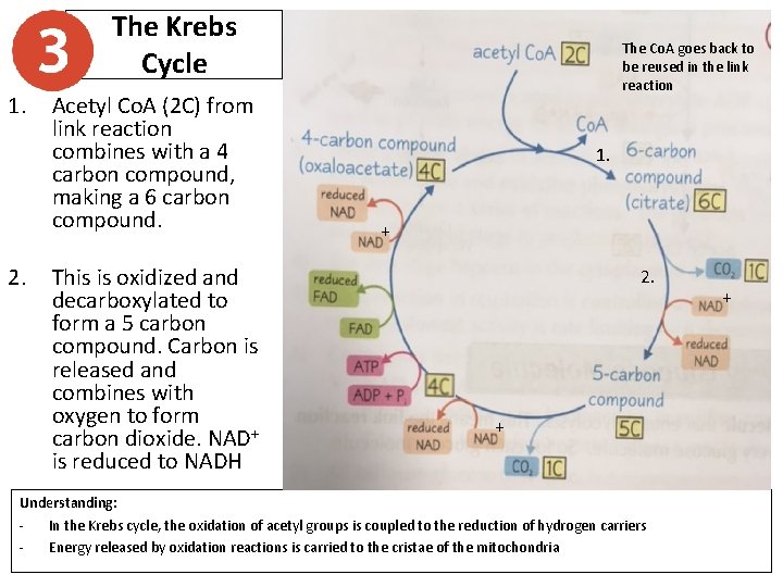 The Krebs Cycle 1. 2. Acetyl Co. A (2 C) from link reaction combines