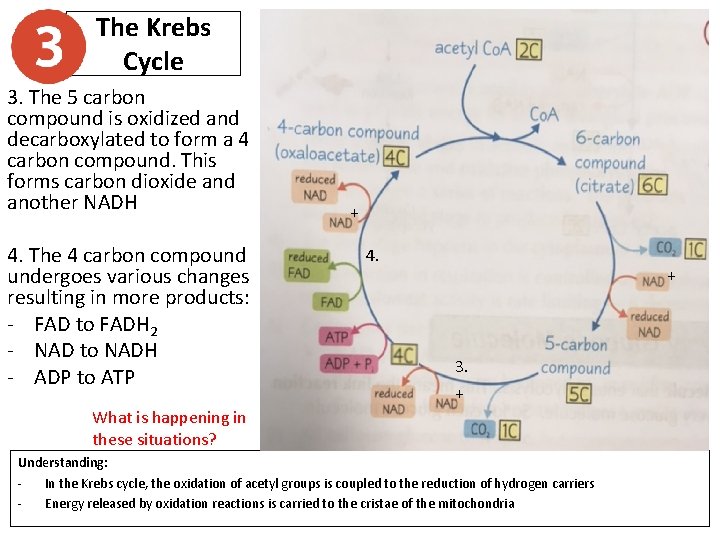 The Krebs Cycle 3. The 5 carbon compound is oxidized and decarboxylated to form