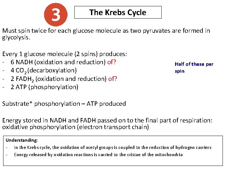 The Krebs Cycle Must spin twice for each glucose molecule as two pyruvates are