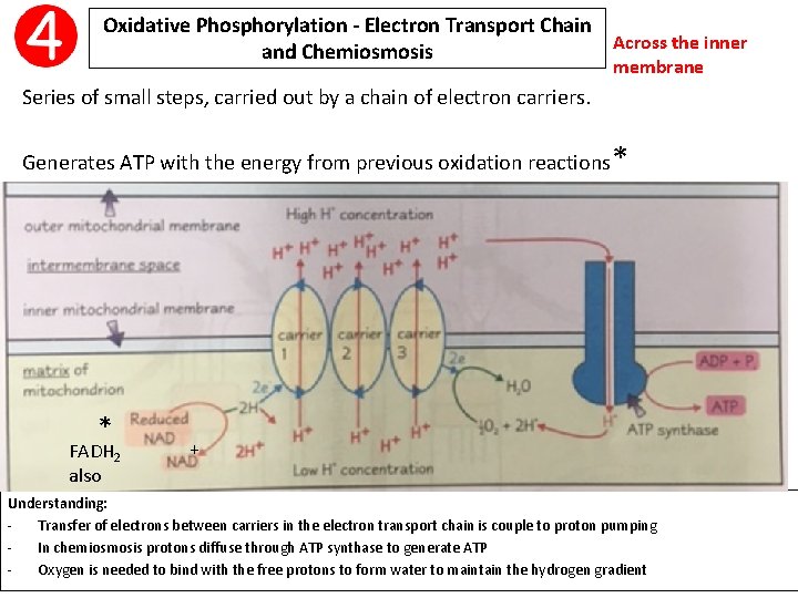 Oxidative Phosphorylation - Electron Transport Chain Across the inner and Chemiosmosis membrane Series of