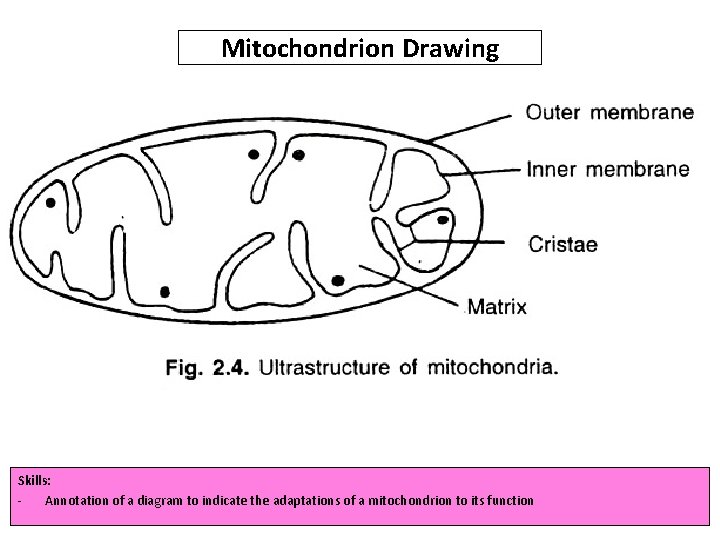 Mitochondrion Drawing Skills: Annotation of a diagram to indicate the adaptations of a mitochondrion