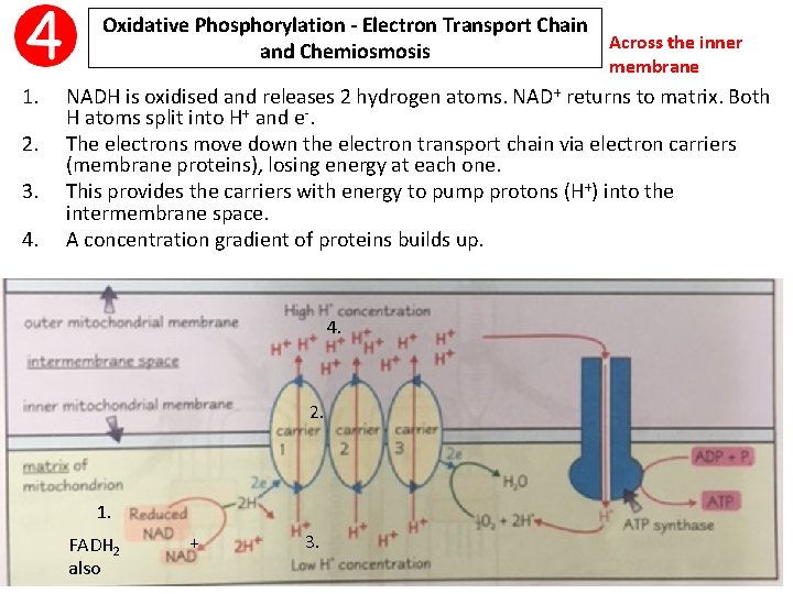 Oxidative Phosphorylation - Electron Transport Chain Across the inner and Chemiosmosis membrane 1. 2.