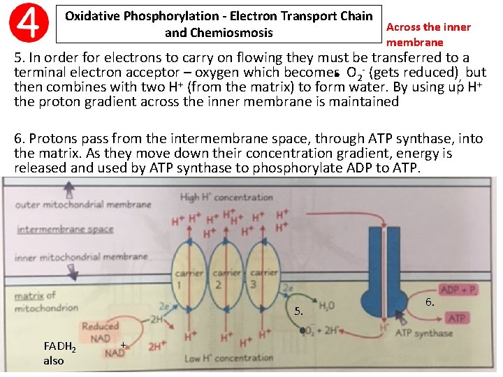 Oxidative Phosphorylation - Electron Transport Chain Across the inner and Chemiosmosis membrane 5. In