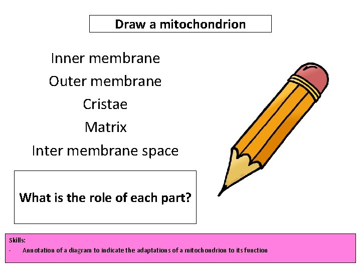 Draw a mitochondrion Inner membrane Outer membrane Cristae Matrix Inter membrane space What is