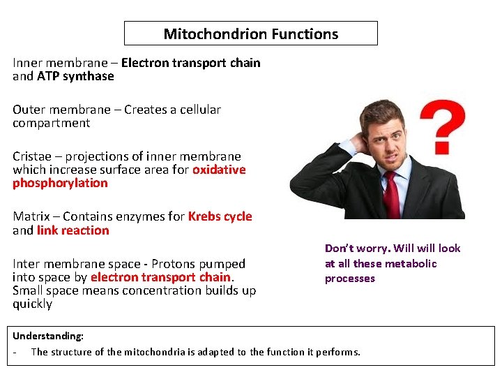 Mitochondrion Functions Inner membrane – Electron transport chain and ATP synthase Outer membrane –