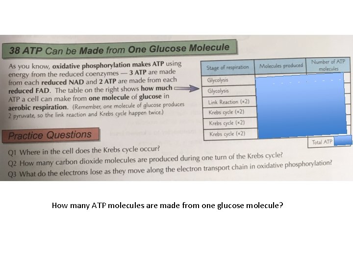 How many ATP molecules are made from one glucose molecule? 