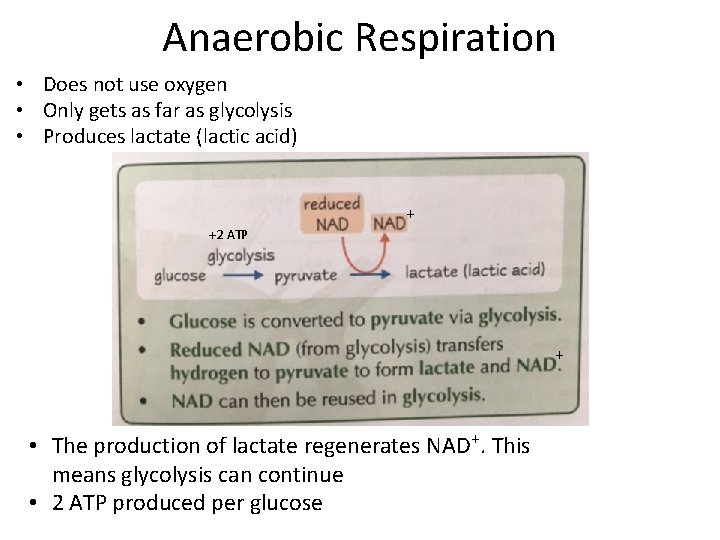 Anaerobic Respiration • Does not use oxygen • Only gets as far as glycolysis