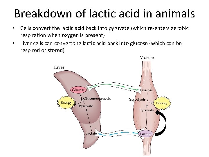 Breakdown of lactic acid in animals • Cells convert the lactic acid back into