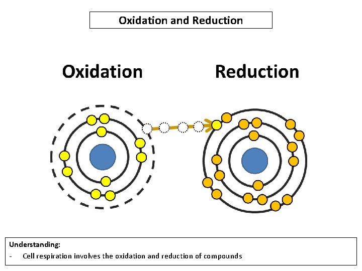 Oxidation and Reduction Understanding: - Cell respiration involves the oxidation and reduction of compounds