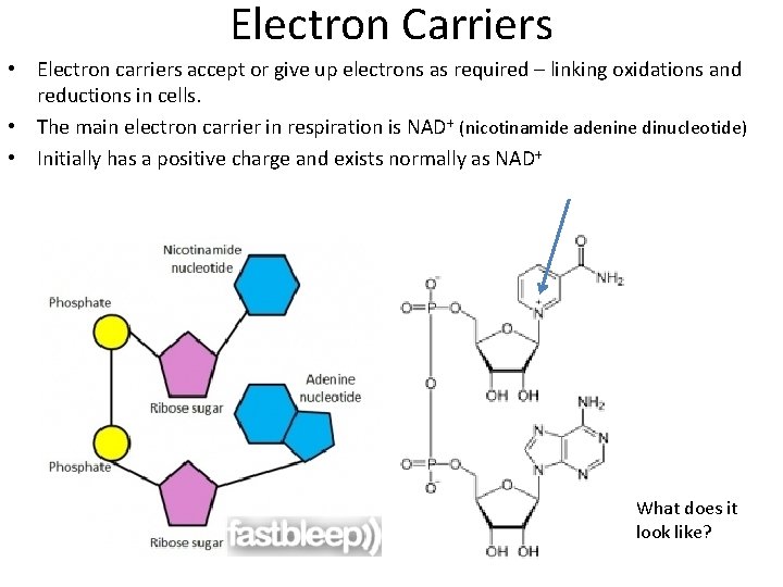 Electron Carriers • Electron carriers accept or give up electrons as required – linking