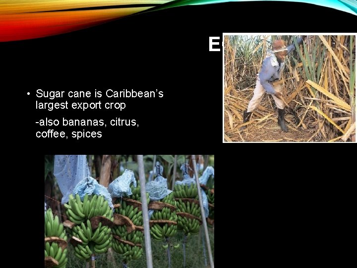 ECONOMICS • Sugar cane is Caribbean’s largest export crop -also bananas, citrus, coffee, spices