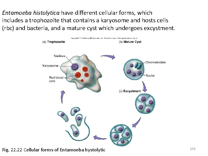 Entamoeba histolytica have different cellular forms, which includes a trophozoite that contains a karyosome