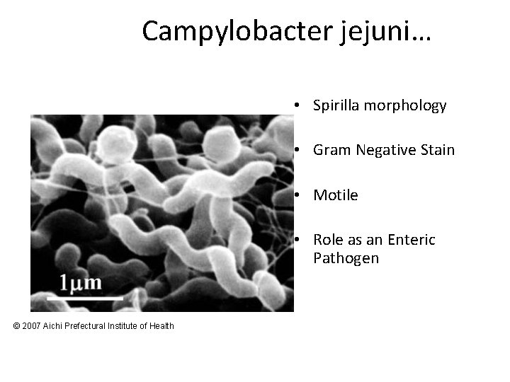 Campylobacter jejuni… • Spirilla morphology • Gram Negative Stain • Motile • Role as