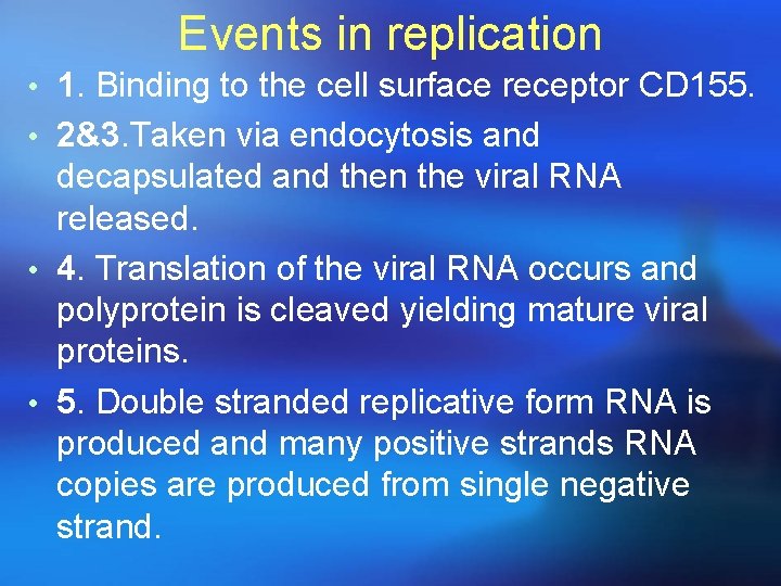 Events in replication • 1. Binding to the cell surface receptor CD 155. •