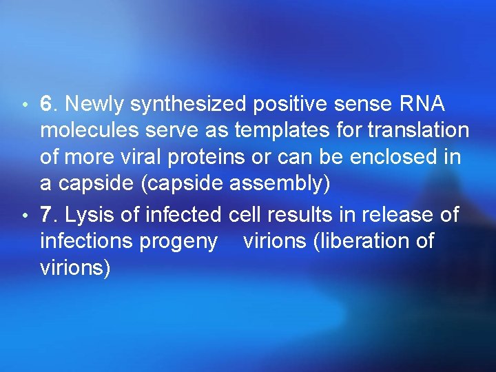  • 6. Newly synthesized positive sense RNA molecules serve as templates for translation