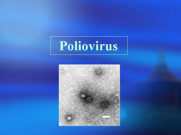 Poliovirus 