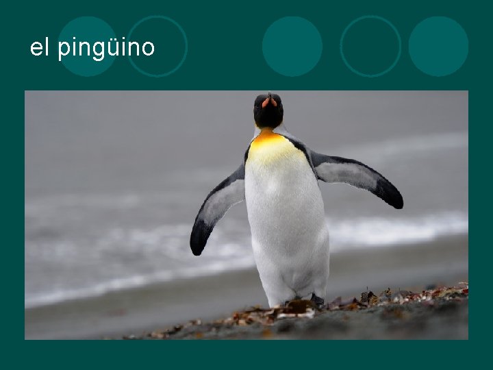 el pingüino 