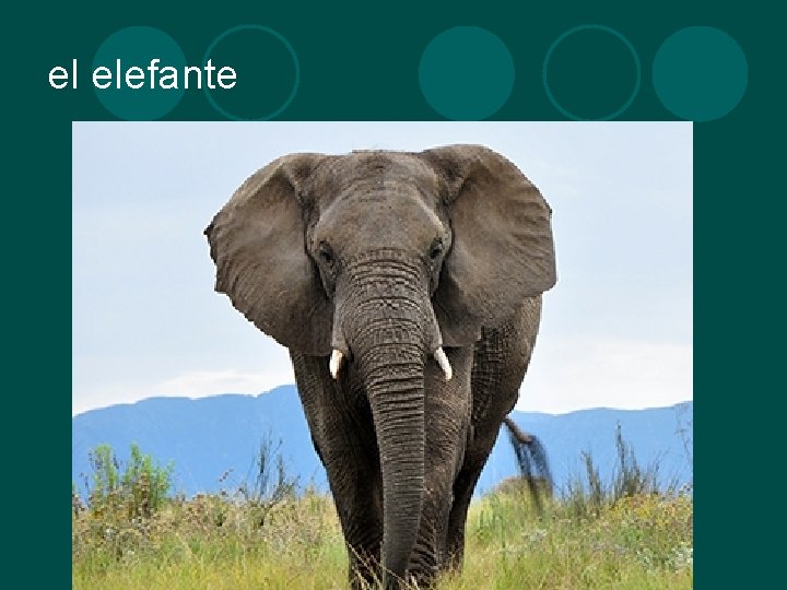 el elefante 