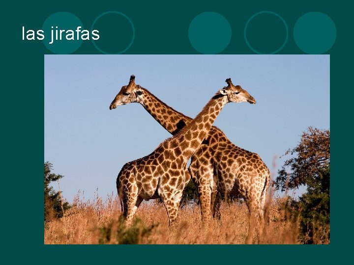 las jirafas 
