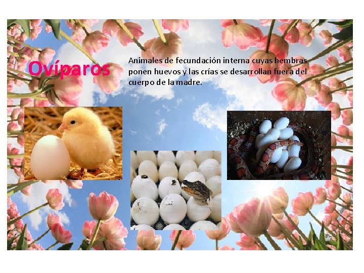 Ovíparos Animales de fecundación interna cuyas hembras ponen huevos y las crías se desarrollan