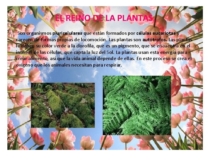 EL REINO DE LA PLANTAS. Son organismos pluricelulares que están formados por células eucariotas