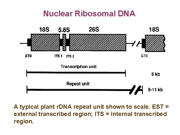 Nuclear Ribosomal DNA A typical plant r. DNA repeat unit shown to scale. EST