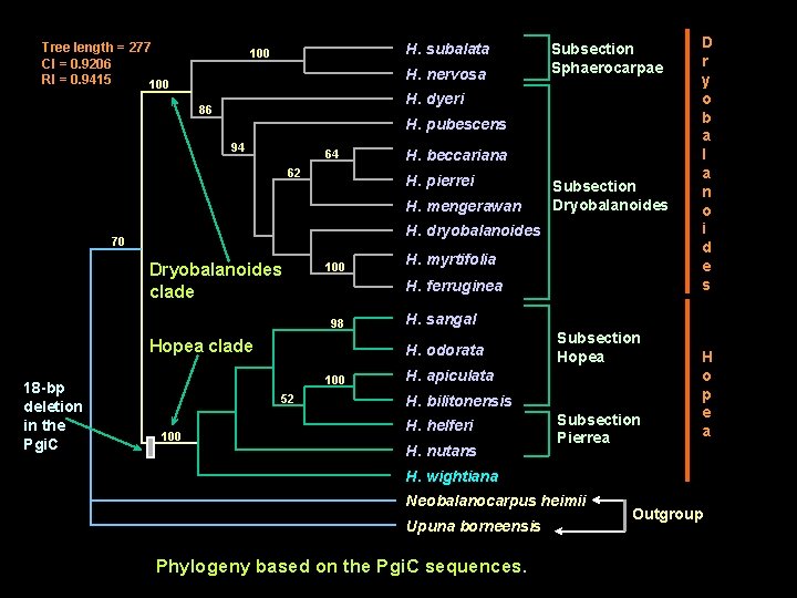 Tree length = 277 CI = 0. 9206 RI = 0. 9415 100 H.