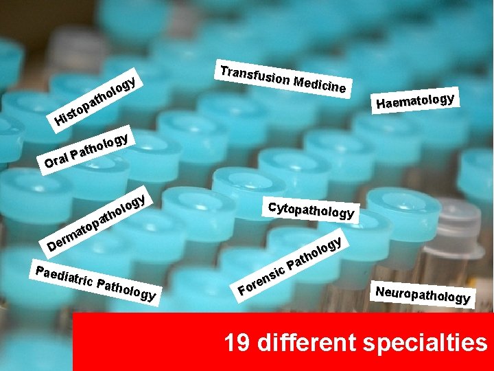 gy o l o h t pa o t His Transfu sion Me dicine