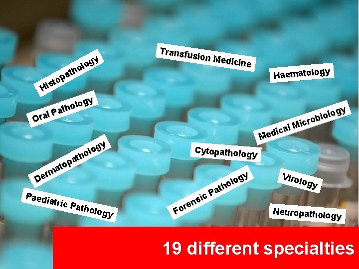 gy o l o h t pa o t His Transfu sion Me dicine