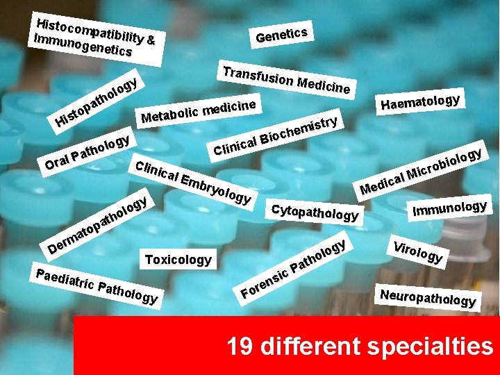 Histoco m Immun patibility & ogenet ics s Genetic Transfu sion Me y dicine