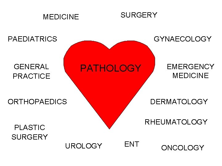 SURGERY MEDICINE PAEDIATRICS GYNAECOLOGY GENERAL PRACTICE PATHOLOGY ORTHOPAEDICS EMERGENCY MEDICINE DERMATOLOGY RHEUMATOLOGY PLASTIC SURGERY