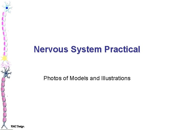 Nervous System Practical Photos of Models and Illustrations RMC Design 