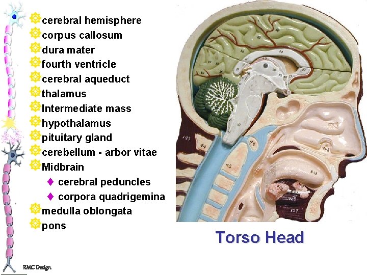 ]cerebral hemisphere ]corpus callosum ]dura mater ]fourth ventricle ]cerebral aqueduct ]thalamus ]Intermediate mass ]hypothalamus