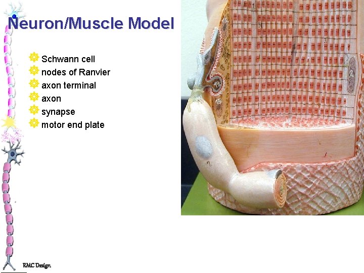 Neuron/Muscle Model ] Schwann cell ] nodes of Ranvier ] axon terminal ] axon