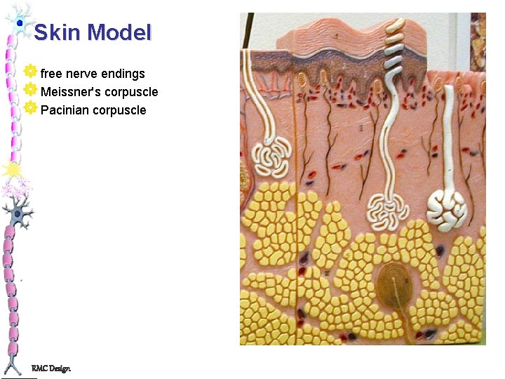 Skin Model ] free nerve endings ] Meissner's corpuscle ] Pacinian corpuscle RMC Design