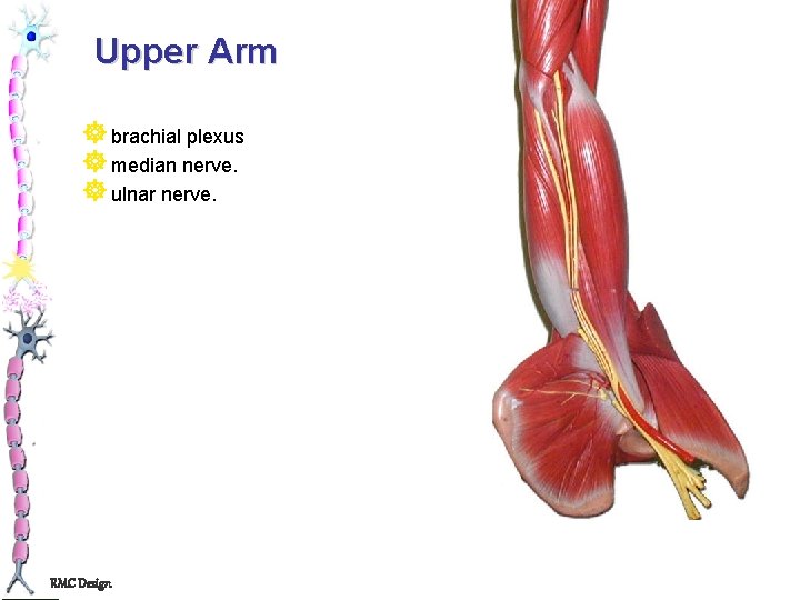 Upper Arm ] brachial plexus ] median nerve. ] ulnar nerve. RMC Design 