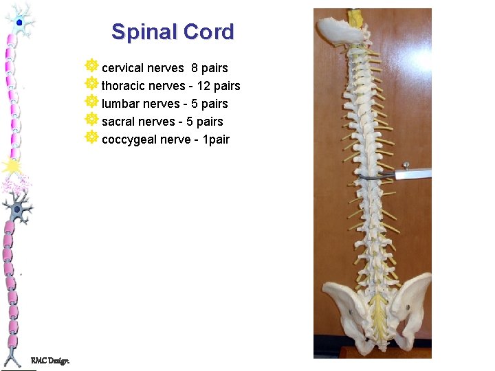 Spinal Cord ] cervical nerves 8 pairs ] thoracic nerves - 12 pairs ]