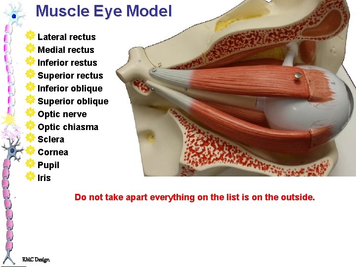 Muscle Eye Model ] Lateral rectus ] Medial rectus ] Inferior restus ] Superior