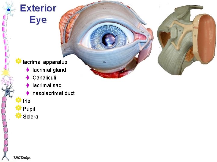 Exterior Eye ] lacrimal apparatus t lacrimal gland t Canaliculi t lacrimal sac t