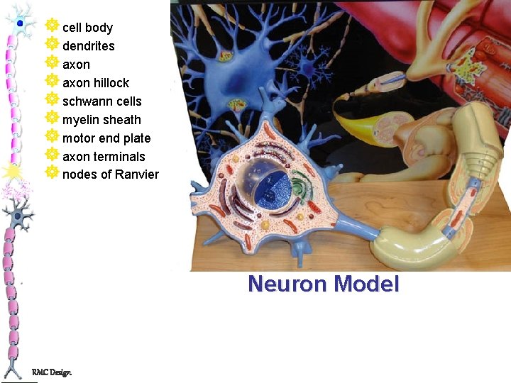 ] cell body ] dendrites ] axon hillock ] schwann cells ] myelin sheath