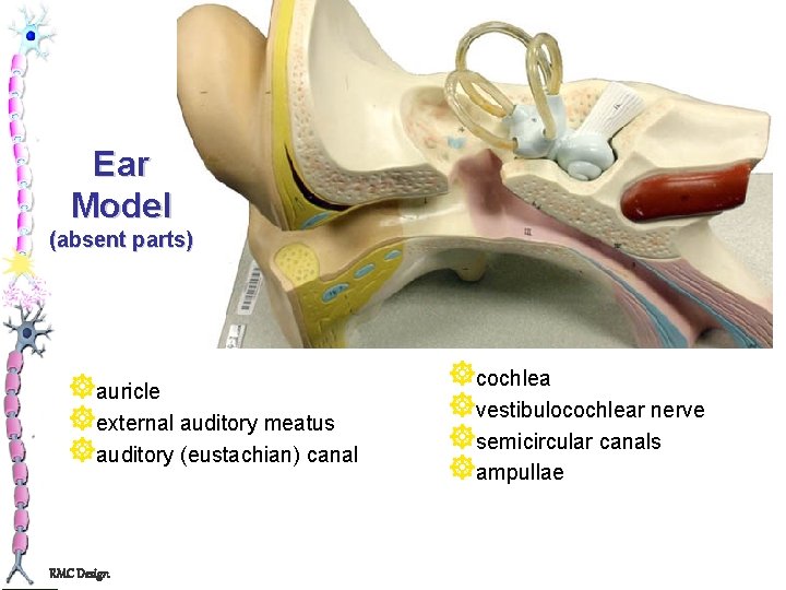 Ear Model (absent parts) ]auricle ]external auditory meatus ]auditory (eustachian) canal RMC Design ]cochlea