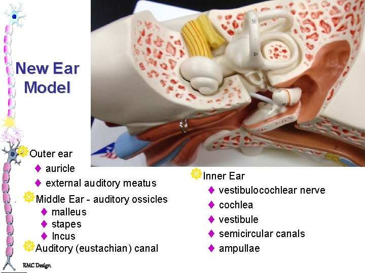 New Ear Model ]Outer ear t auricle t external auditory meatus ]Middle Ear -