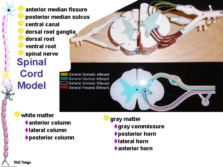 ] anterior median fissure ] posterior median sulcus ] central canal ] dorsal root