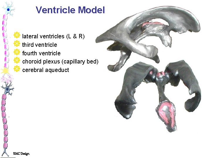 Ventricle Model ] lateral ventricles (L & R) ] third ventricle ] fourth ventricle